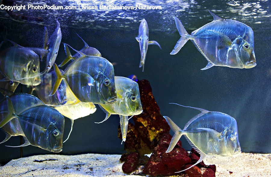 Sea Life, Fish, Bonito, Coho, Trout, Mullet Fish, Tuna
