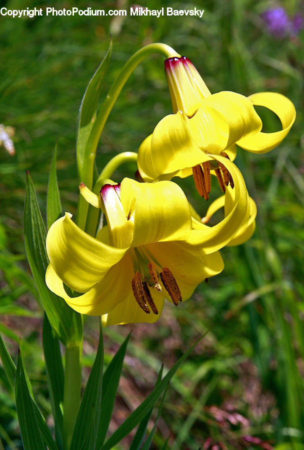 Flora, Flower, Gladiolus, Plant, Blossom, Tulip, Lily