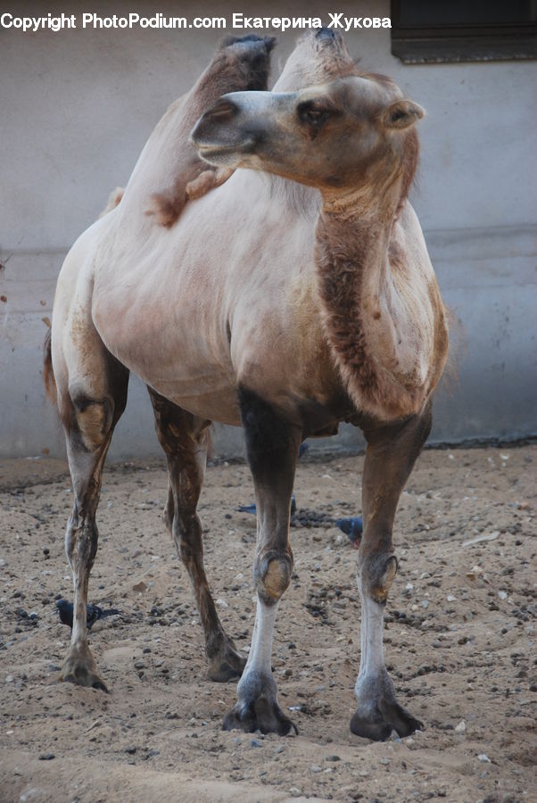 Animal, Camel, Mammal