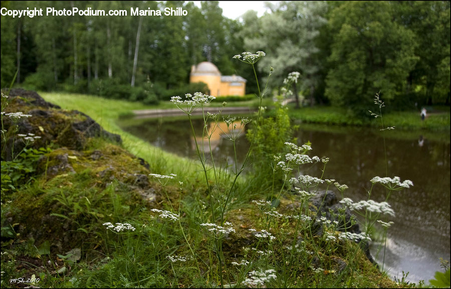 Plant, Potted Plant, Dill, Apiaceae, Blossom, Canal, Outdoors