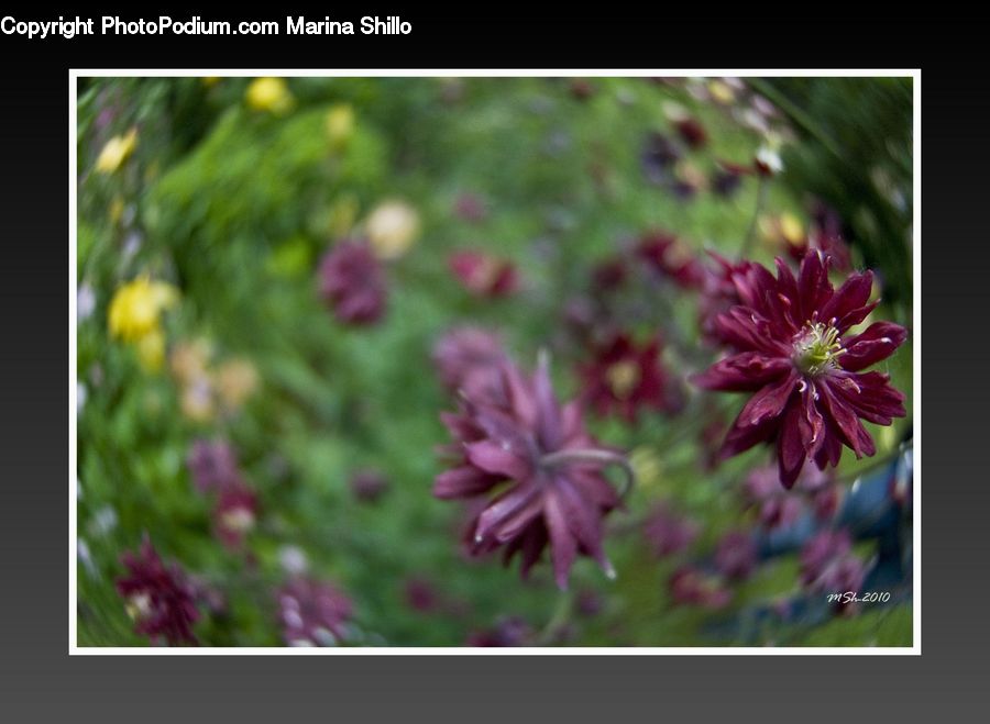 Blossom, Flora, Flower, Geranium, Plant, Collage, Poster