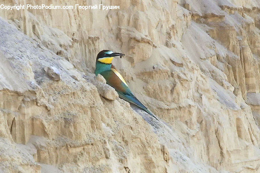 Bee Eater, Bird, Booby
