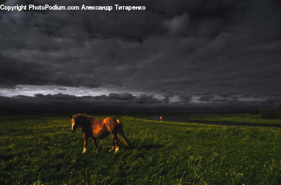 Animal, Horse, Mammal, Field, Grass, Grassland, Land