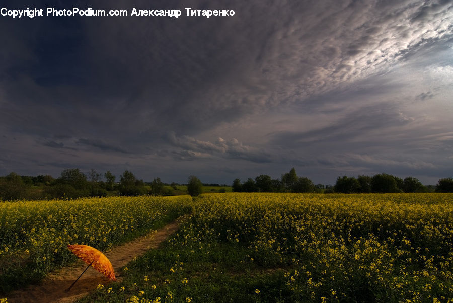 Umbrella, Field, Grass, Grassland, Land, Outdoors, Landscape