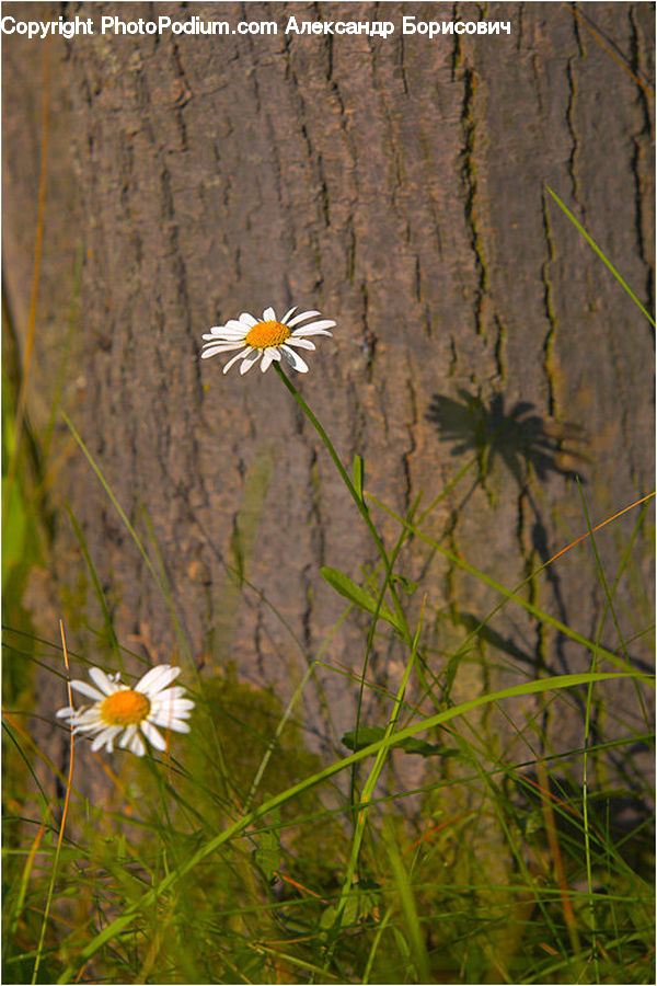 Daisies, Daisy, Flower, Plant, Asteraceae, Blossom, Flora