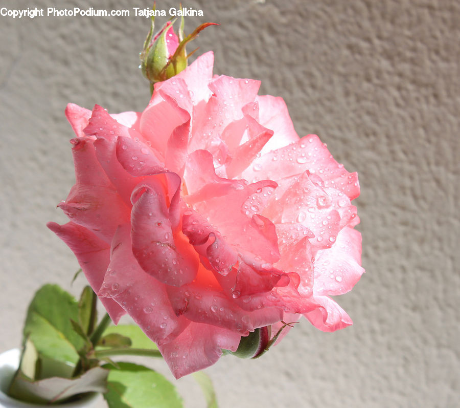 Blossom, Carnation, Flower, Plant, Rose, Peony, Flora