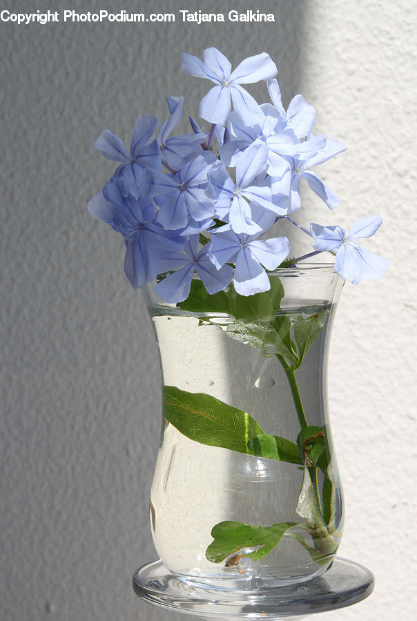 Beverage, Cocktail, Mint, Mojito, Floral Design, Glass, Goblet