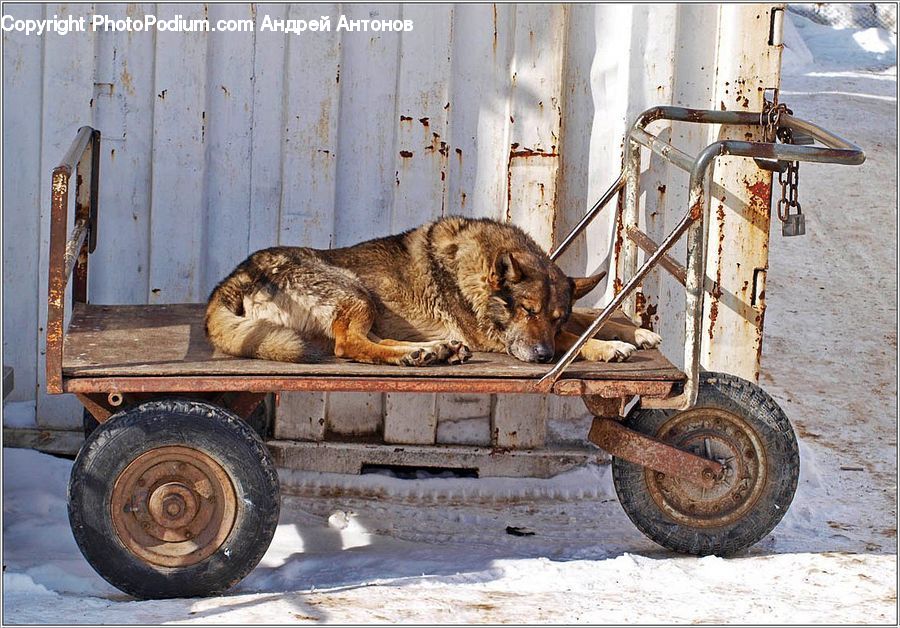 Bulldozer, Tractor, Vehicle, Animal, Zoo, Car, Wagon