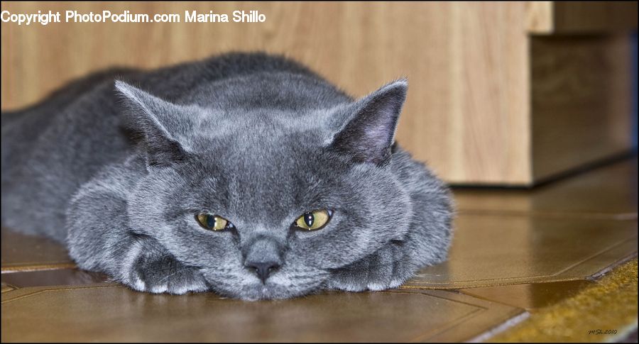Animal, Pet, Cat, Mammal, Manx, Furniture