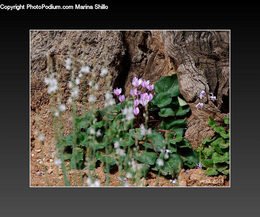 Ivy, Plant, Vine, Blossom, Flora, Flower, Geranium