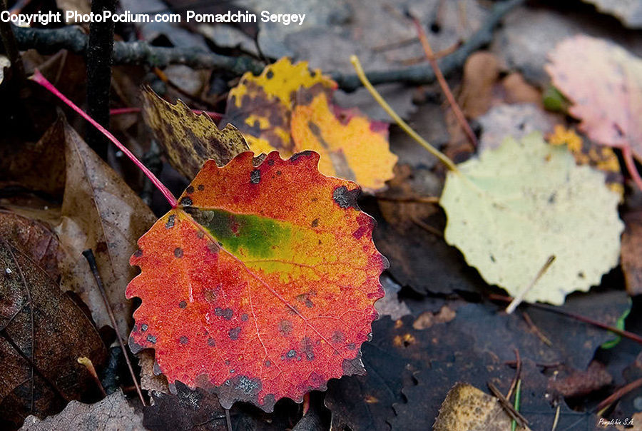 Asphalt, Tarmac, Veins, Maple, Maple Leaf, Plant, Ant