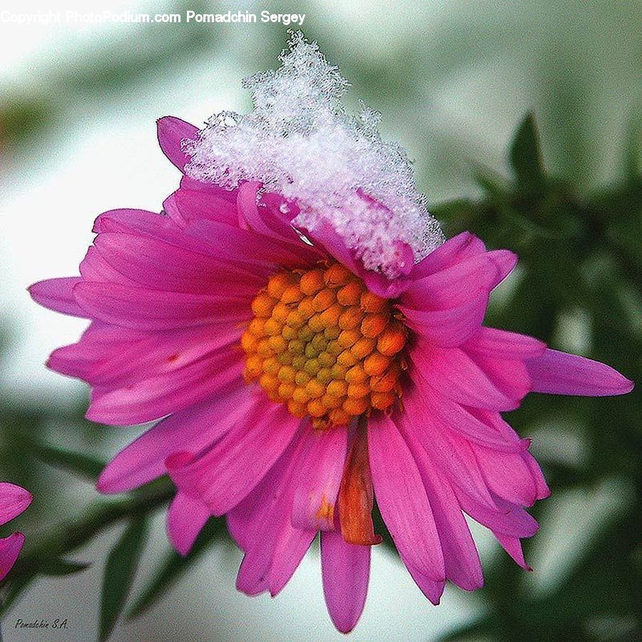 Blossom, Flora, Flower, Plant, Daisies, Daisy, Asteraceae
