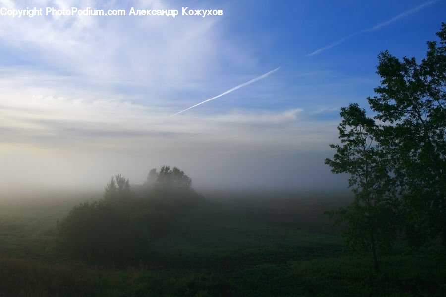 Fog, Mist, Outdoors, Plant, Tree, Forest, Vegetation