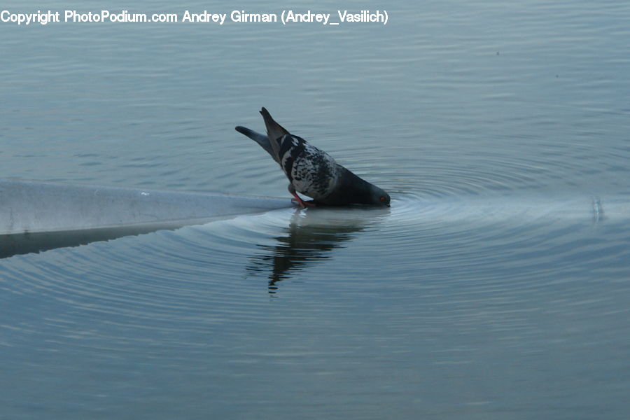 Bird, Pigeon
