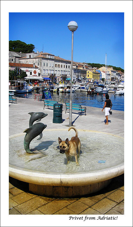 Harbor, Port, Waterfront, Animal, Mammal, Sea Life, Sea Lion
