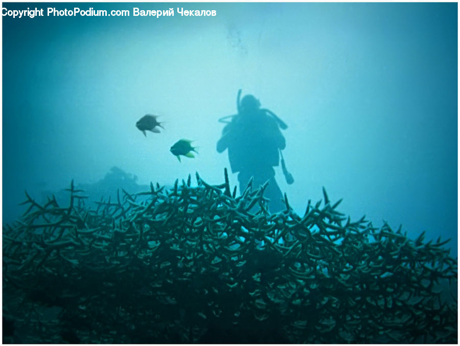 Adventure, Diver, Diving, Outdoors, Scuba Diving, Water, Person