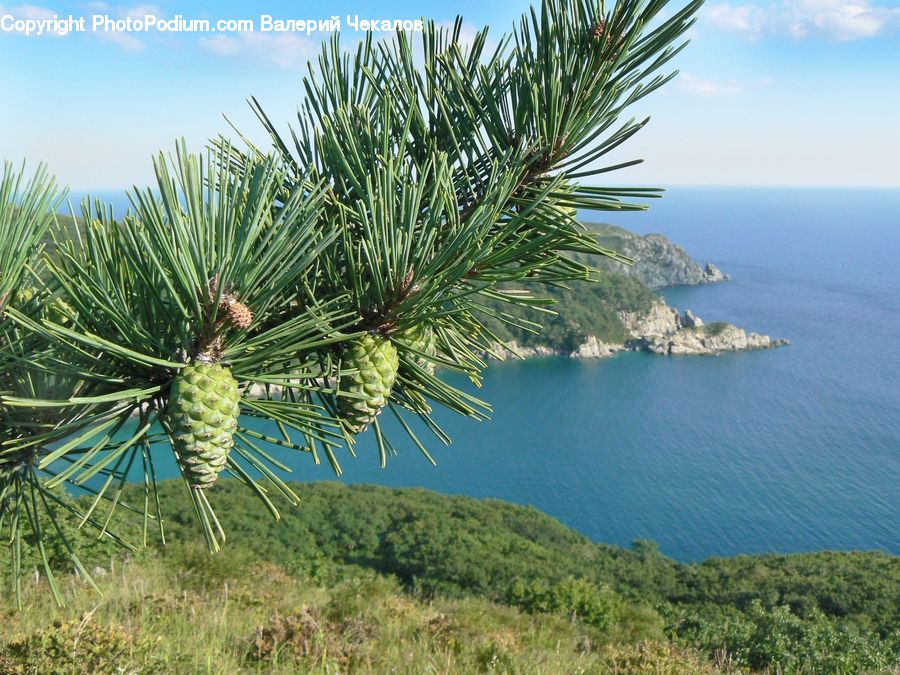 Conifer, Fir, Plant, Tree, Palm Tree, Pine, Spruce