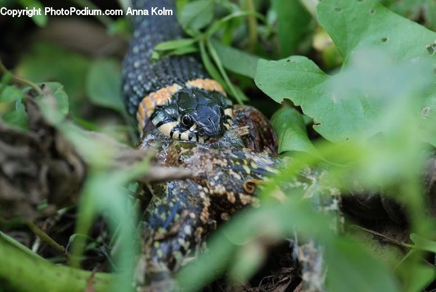 Arachnid, Garden Spider, Insect, Invertebrate, Spider, King Snake, Reptile