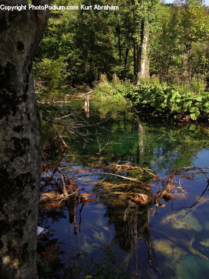 Land, Marsh, Pond, Swamp, Water, Outdoors, Creek