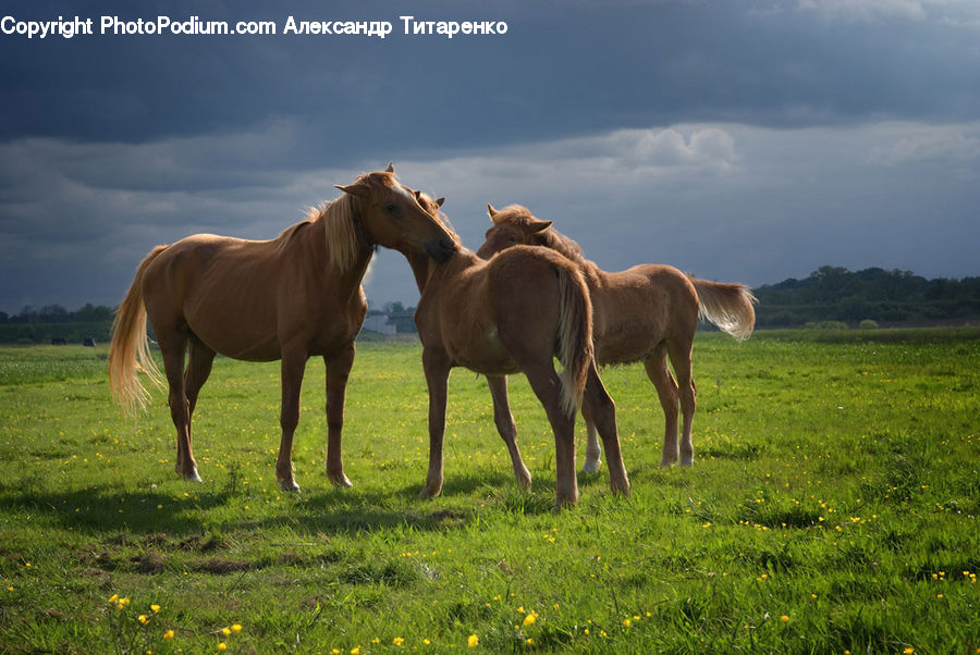 Animal, Colt Horse, Foal, Horse, Mammal, Camel, Countryside