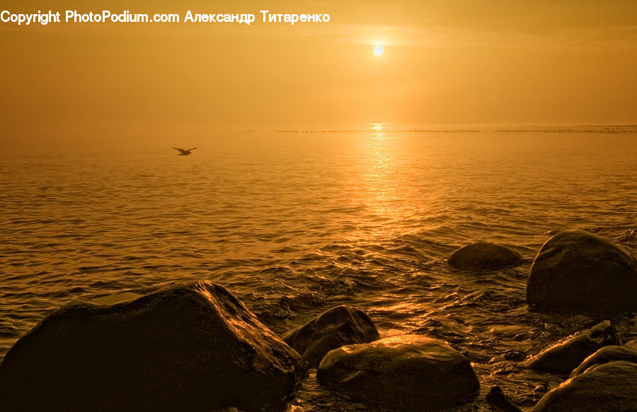 Outdoors, Sea, Water, Coast, Beach, Rock, Animal