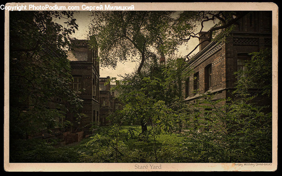 Ivy, Plant, Vine, Brick, Architecture, Bell Tower, Clock Tower