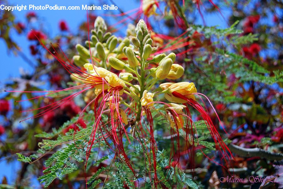 Blossom, Flora, Flower, Plant, Sea Life, Shrimp, Conifer