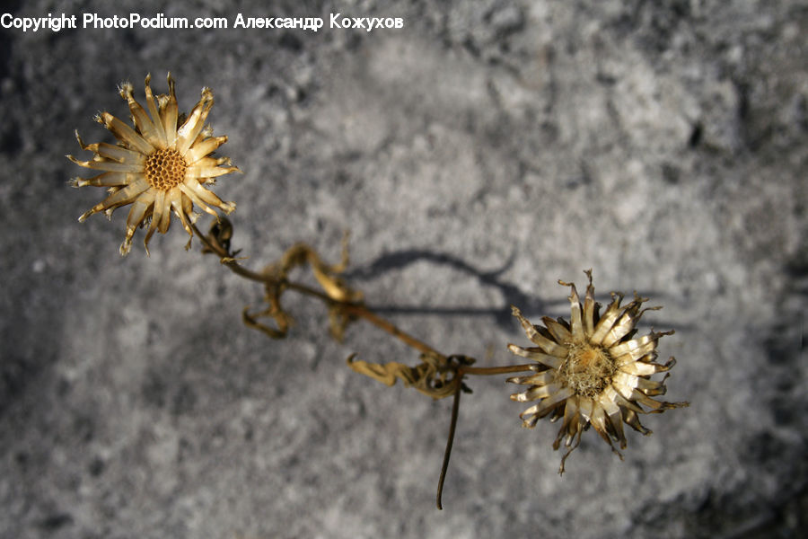 Dandelion, Flower, Plant, Bee, Insect, Invertebrate, Blossom