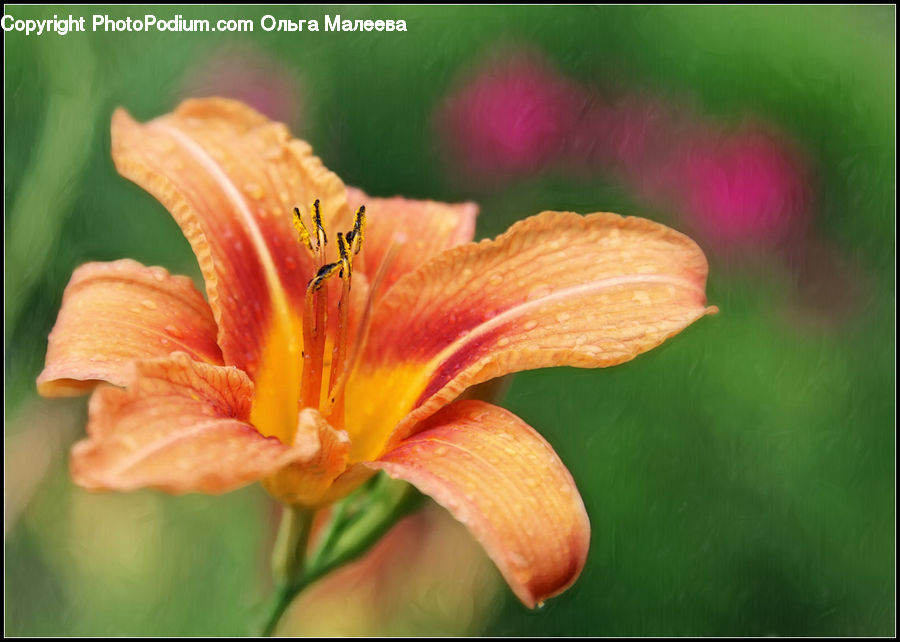 Flora, Flower, Lily, Plant, Gladiolus, Blossom, Geranium