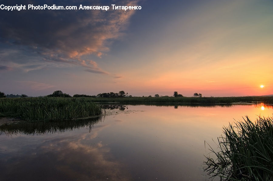 Plant, Potted Plant, Grass, Reed, Dawn, Dusk, Red Sky