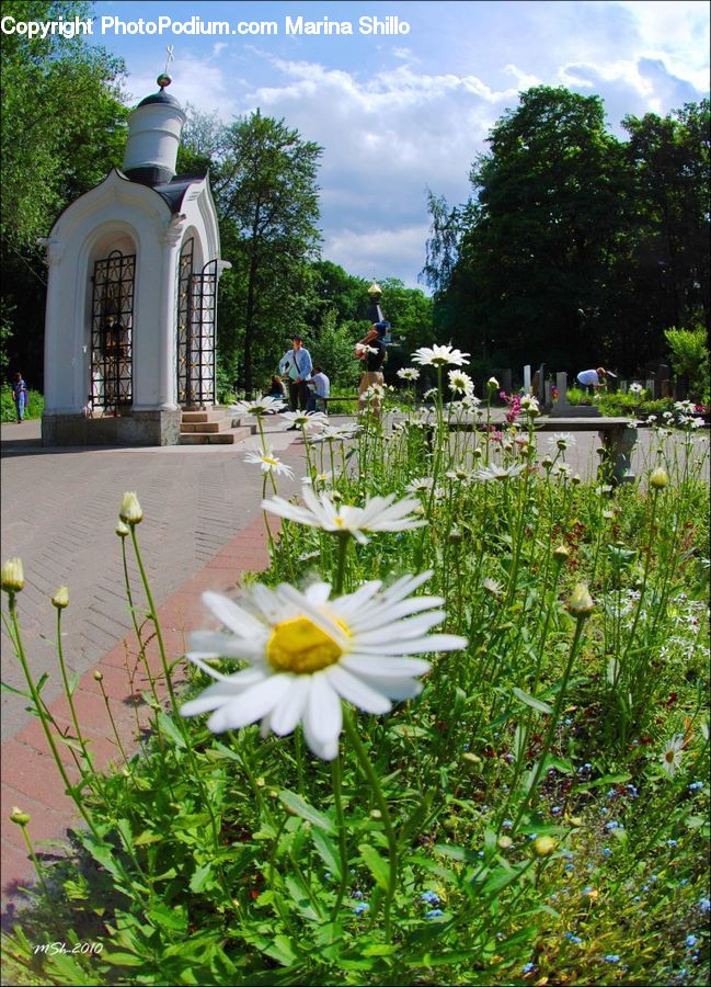 Cosmos, Plant, Potted Plant, Herbs, Parsley, Aster, Blossom