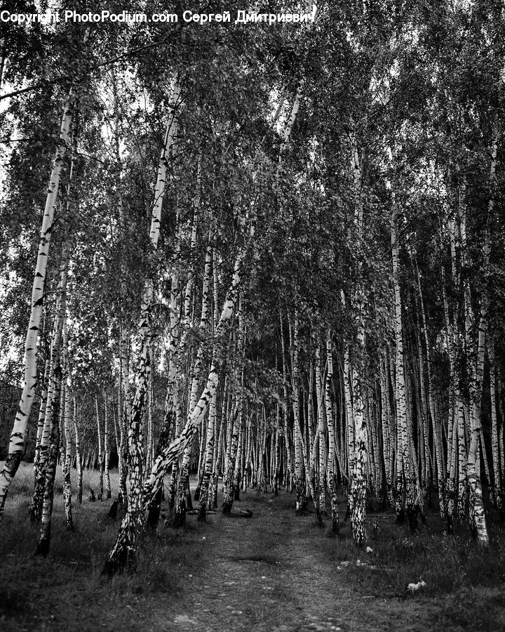 Birch, Tree, Wood, Forest, Vegetation, Fir, Grove