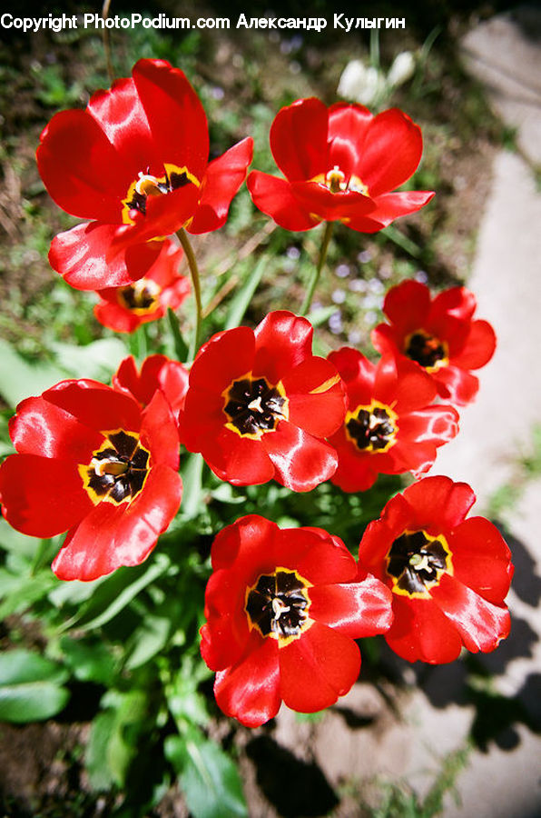 Blossom, Flora, Flower, Plant, Tulip, Gladiolus, Geranium