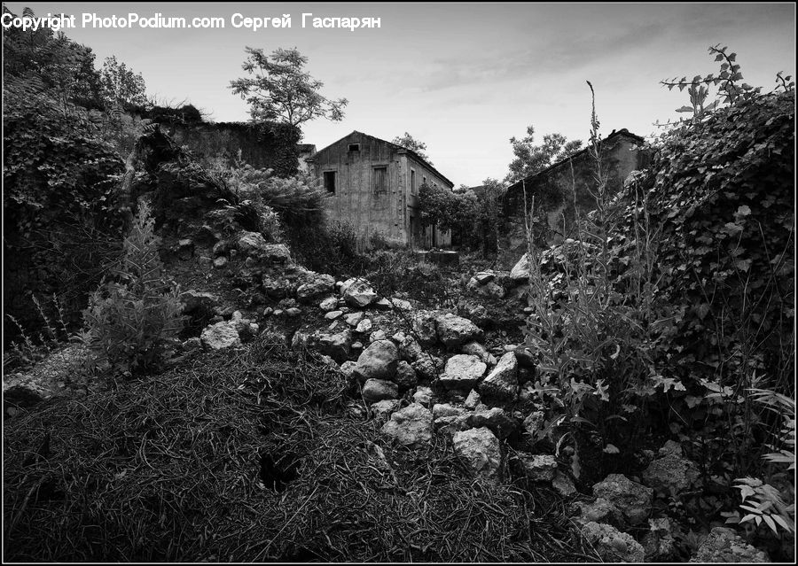 Ivy, Plant, Vine, Ruins, Tree, Conifer, Wood