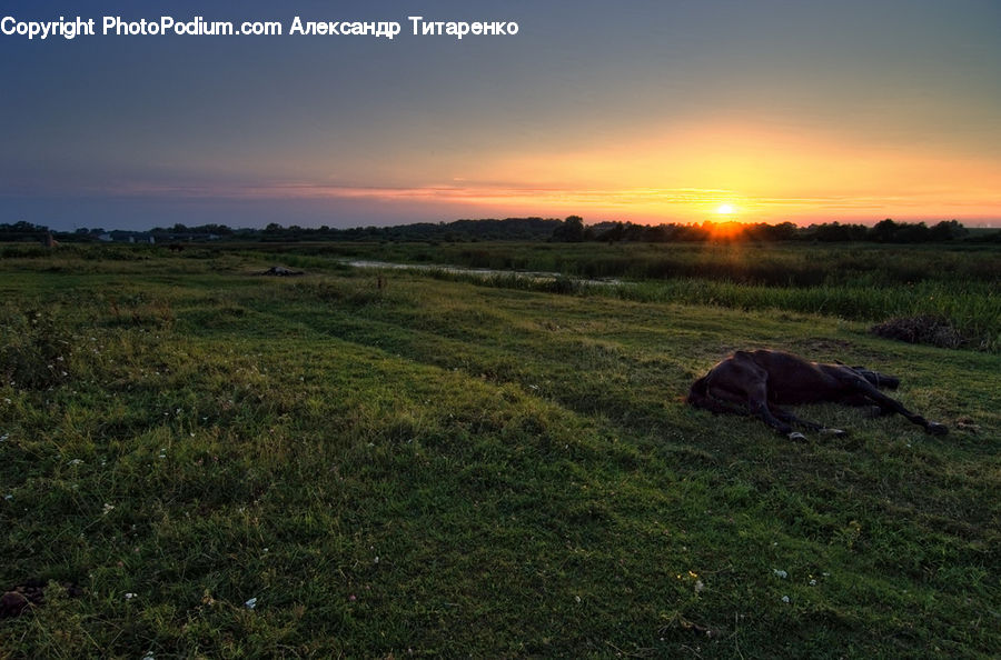 Field, Grass, Grassland, Land, Outdoors, Animal, Cattle