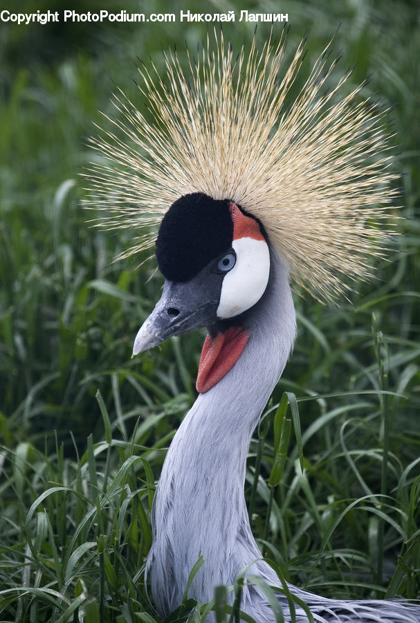Bird, Crane Bird, Heron, Field, Grass, Grassland, Plant