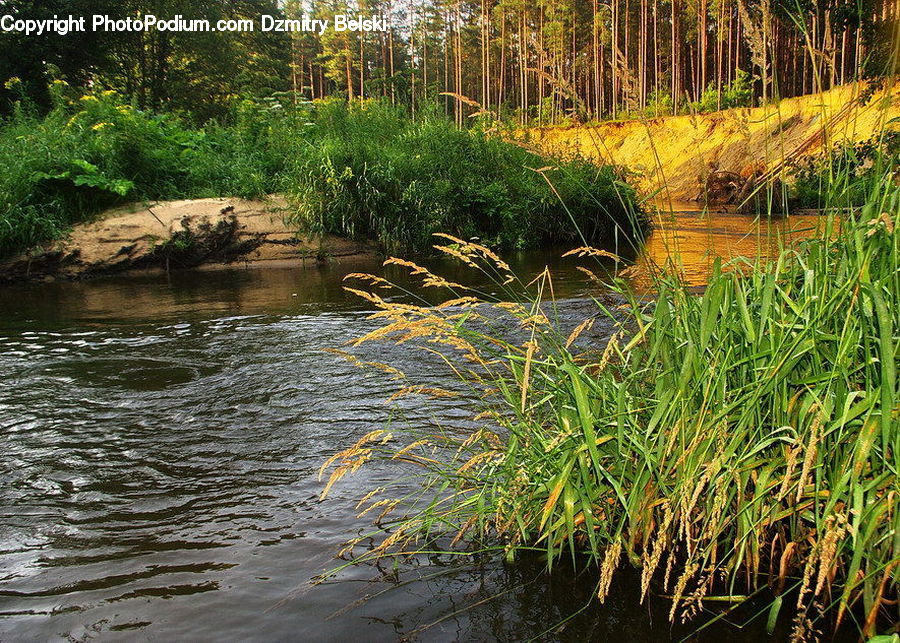 Outdoors, Pond, Water, Grass, Plant, Reed, Bamboo
