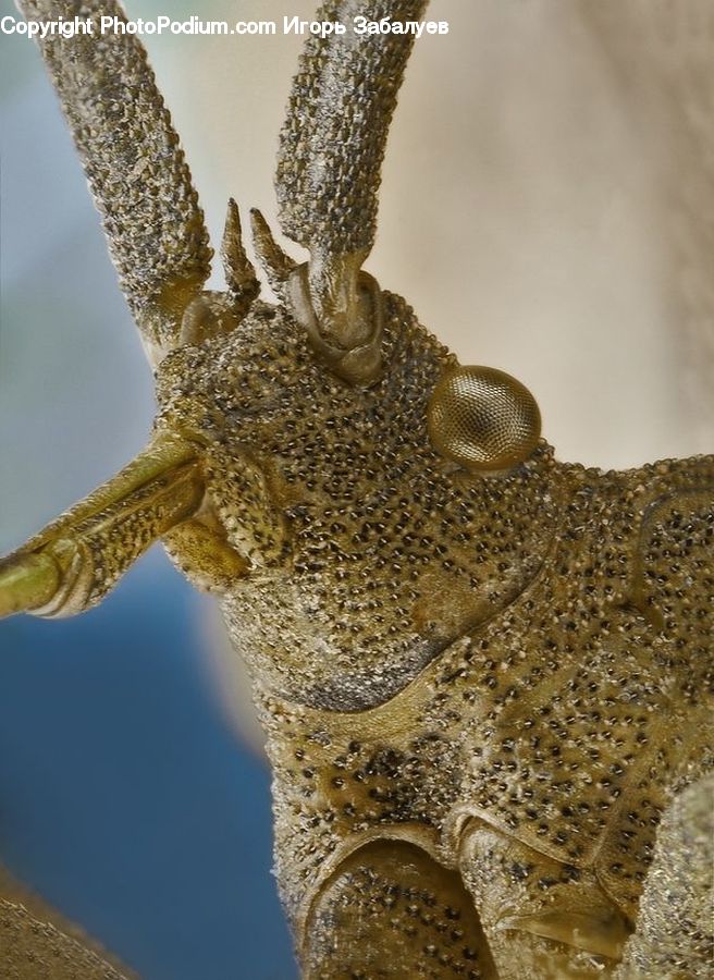 Head, Portrait, Anubis