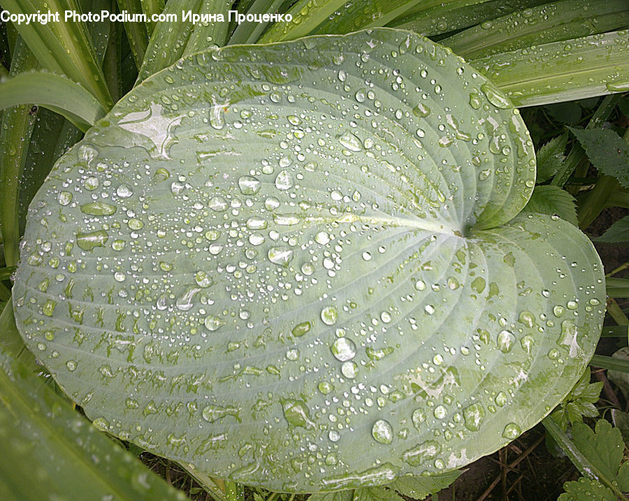 Cabbage, Produce, Vegetable, Plant, Blossom, Flora, Flower