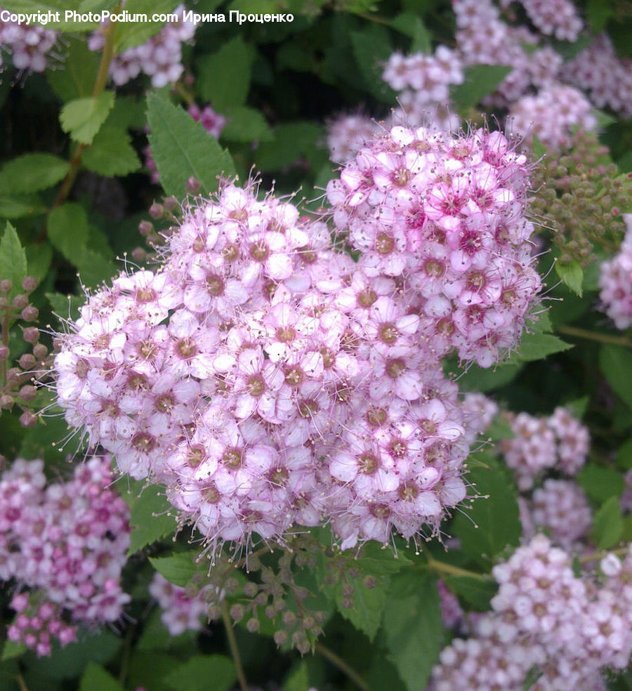Blossom, Flora, Flower, Plant, Cherry Blossom, Asteraceae, Lilac