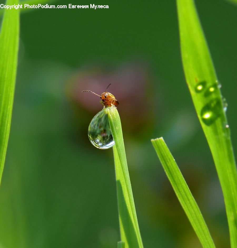 Field, Grass, Grassland, Plant, Blossom, Flora, Flower