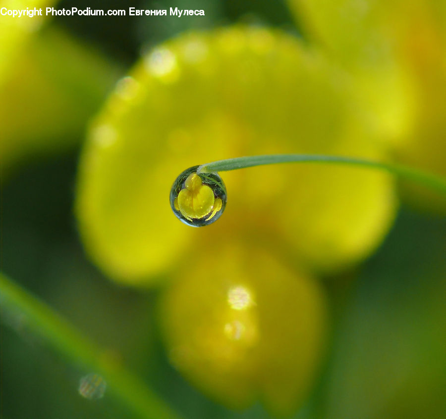 Droplet, Blossom, Flora, Flower, Plant