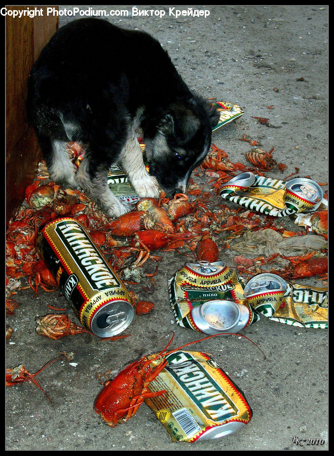 Food, Seafood, Fence, Wall, Crab, Invertebrate, Sea Life