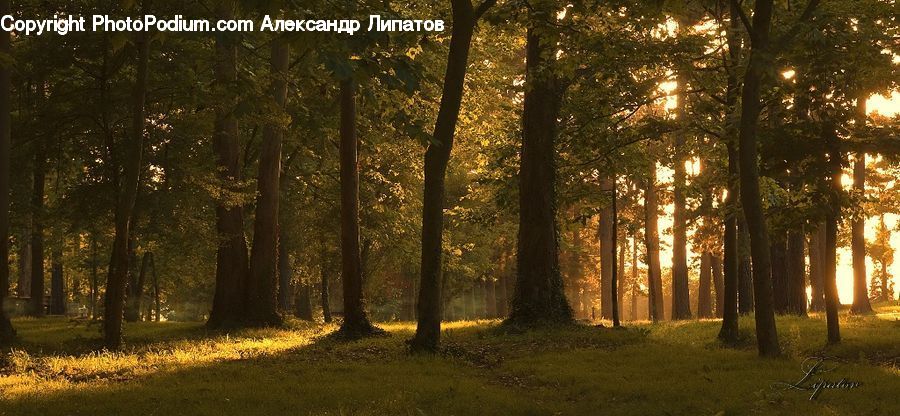 Forest, Vegetation, Flare, Light, Sunlight, Grove, Land