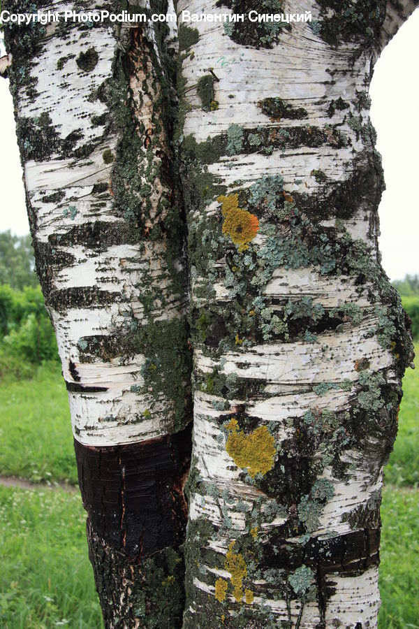 Birch, Tree, Wood, Ivy, Plant, Vine, Conifer