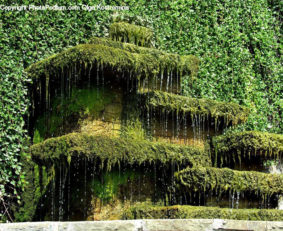 Ivy, Plant, Vine, Conifer, Fir, Tree, Forest