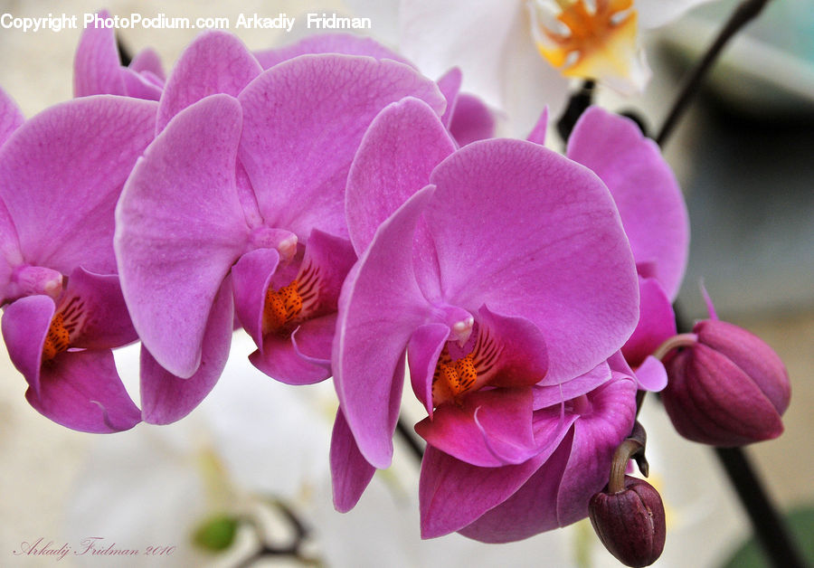Blossom, Flora, Flower, Orchid, Plant, Petal, Bud