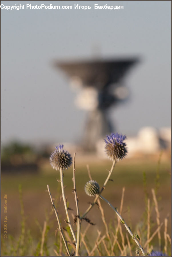 Plant, Weed, Flora, Flower, Thistle, Field, Grass