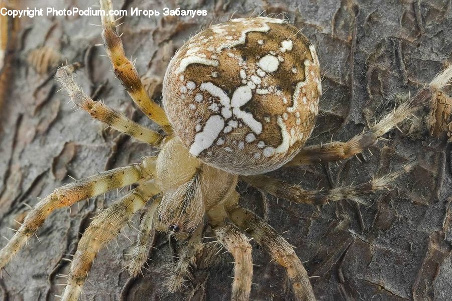 Arachnid, Garden Spider, Insect, Invertebrate, Spider, Argiope, Forest