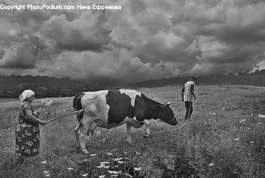 Animal, Cattle, Cow, Dairy Cow, Mammal, Angus, Bull